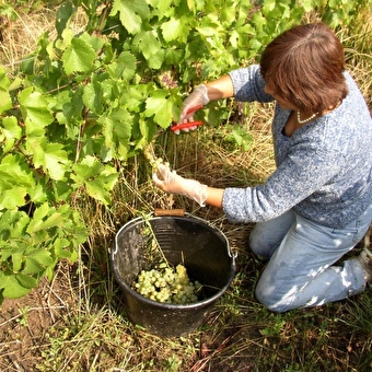 Lulu vigneron - POLIGNY