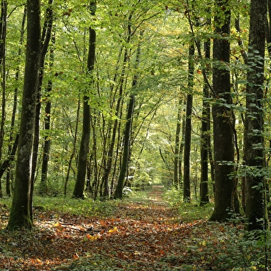 Sortie nature : Les arbres communiquent 26 février et 20 septembre 2025