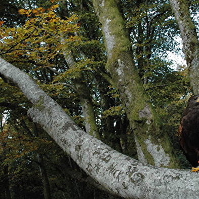 A tire d'ailes : randonnée avec des rapaces en liberté à Bibracte
