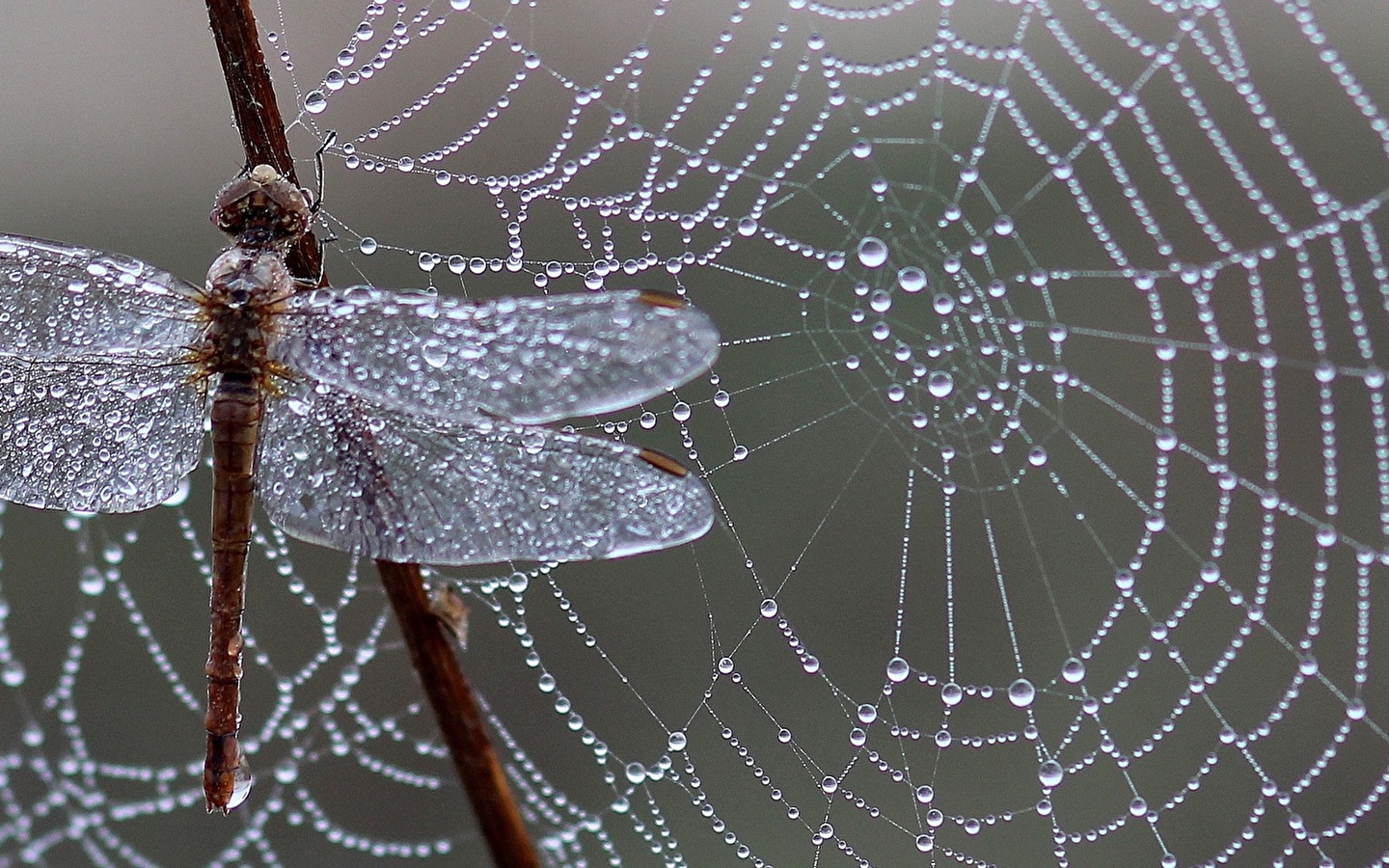 Sortie nature 'Quand le vivant nous inspire : le biomimétisme'