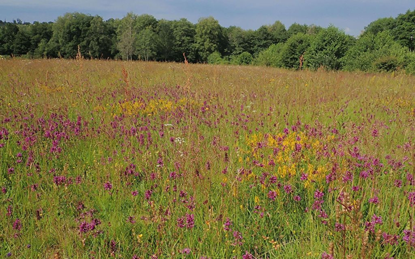 Balade à la Rencontre des fleurs sauvages du Morvan