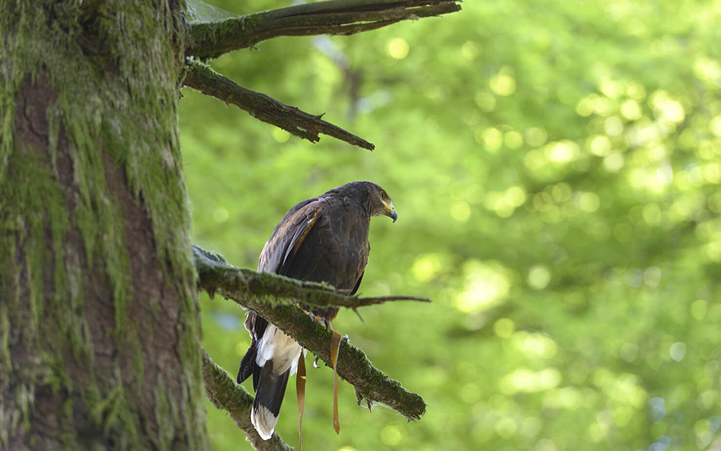A tire d'ailes : randonnée avec des rapaces en liberté à Bibracte