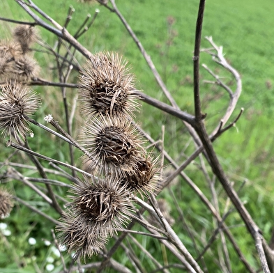 Sortie nature 'Quand le vivant nous inspire : le biomimétisme' 