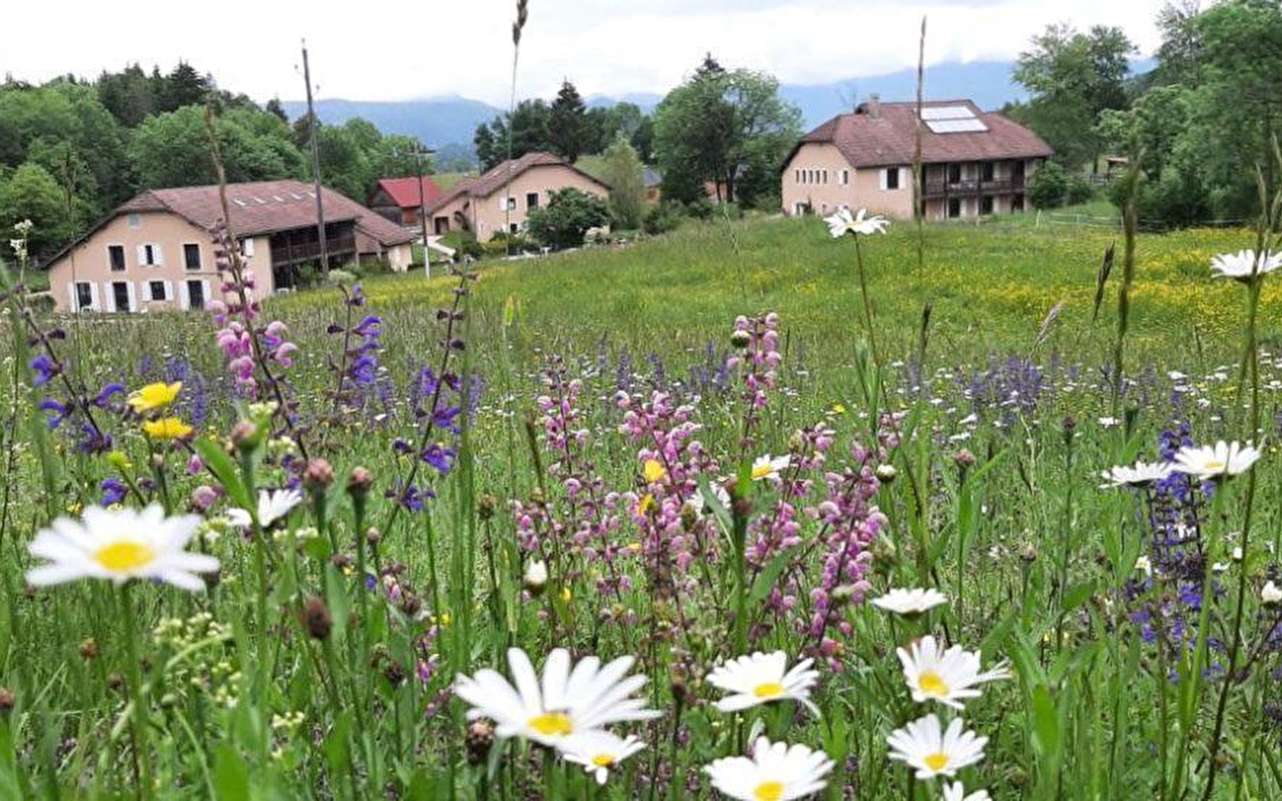 Les Sapins et Les Buis
