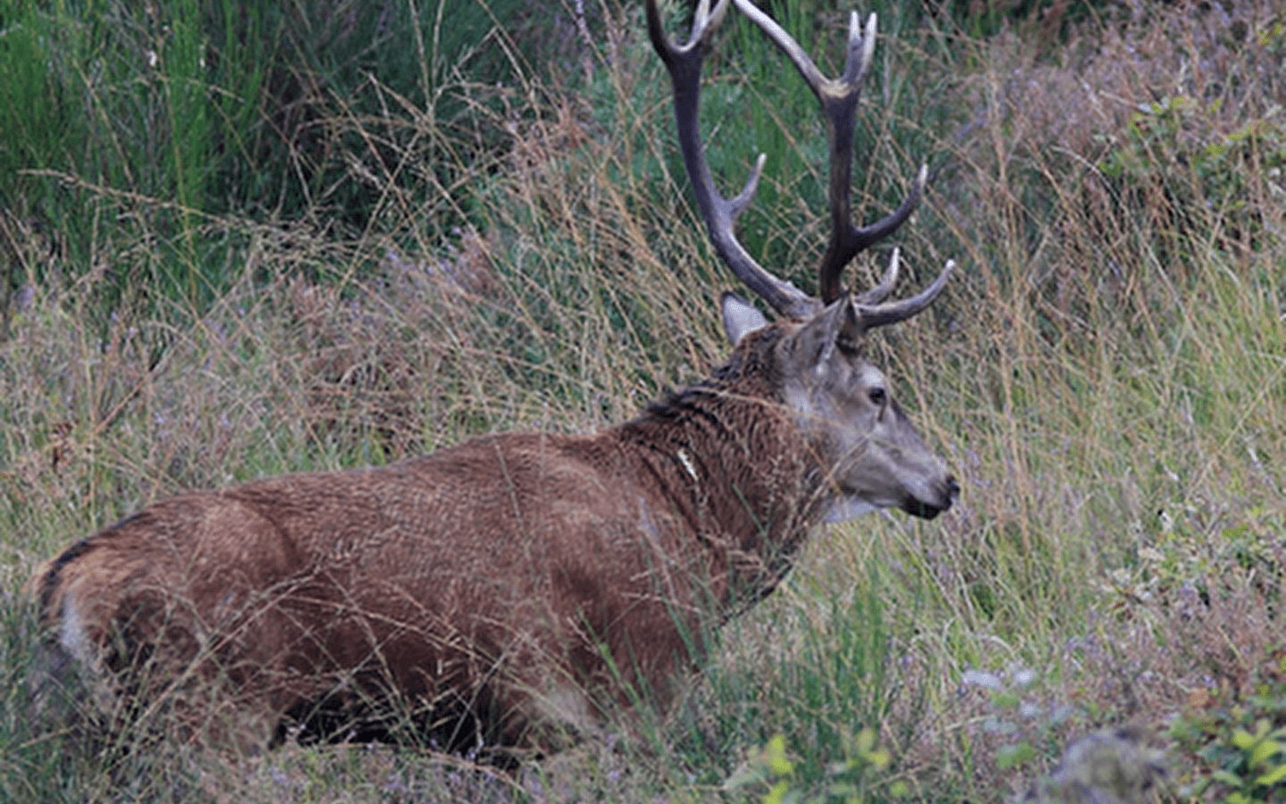 A la rencontre du cerf