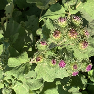 Sortie nature : Quand le vivant nous inspire : Le biomimétisme 6 juillet et 3 aout 2025