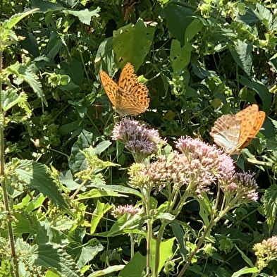 Sortie nature 'Quand le vivant nous inspire : le biomimétisme' 