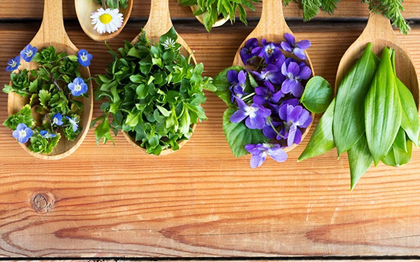 Atelier 'Cuisiner les plantes sauvages'