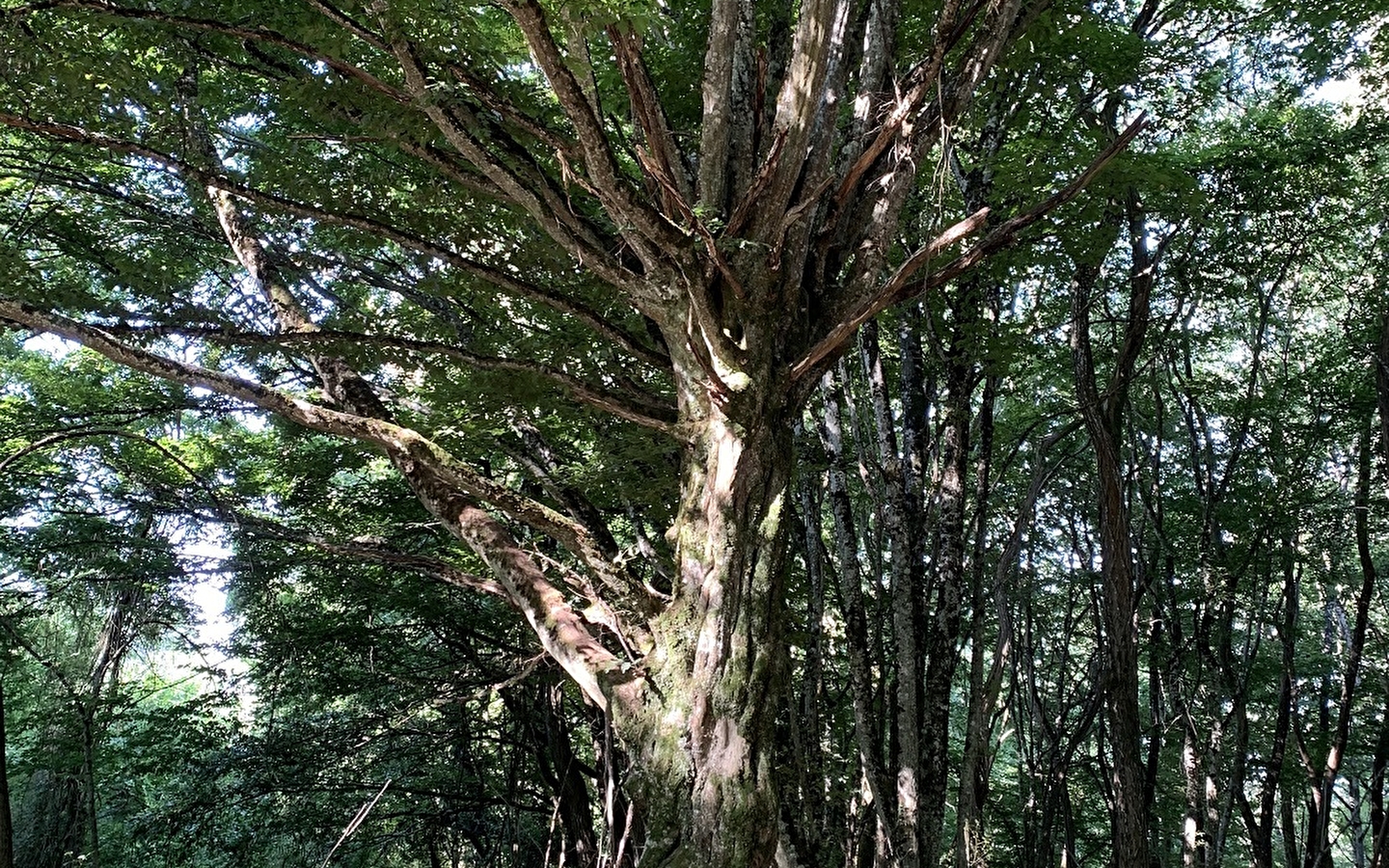 Sortie nature : Les arbres communiquent 26 février et 20 septembre 2025