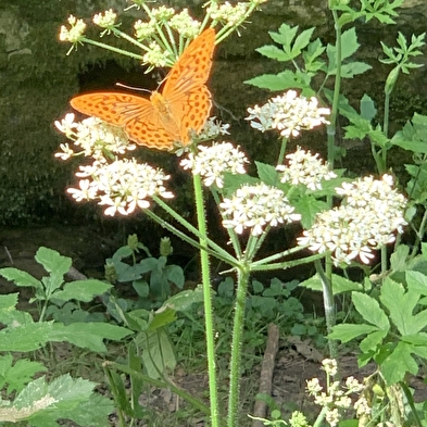Sortie nature : Quand le vivant nous inspire : Le biomimétisme 6 juillet et 3 aout 2025