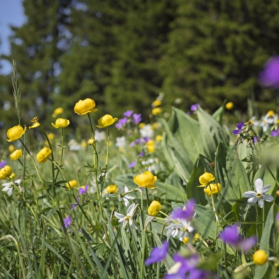 Séjour 100% printemps au Duchet