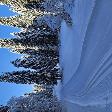 Séjour Fêtes de fin d'année
