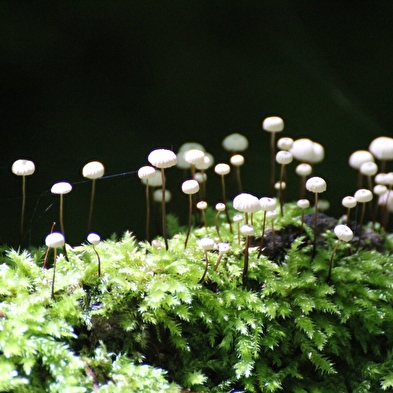 Sortie nature : Quand le vivant nous inspire : Le biomimétisme 6 juillet et 3 aout 2025