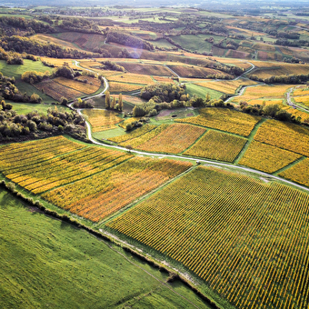 Du laboratoire au vignoble : sur les traces de Pasteur en Arbois - ARBOIS