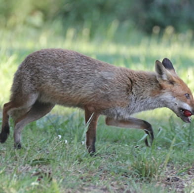 Nature au Coeur - Sorties et animations nature